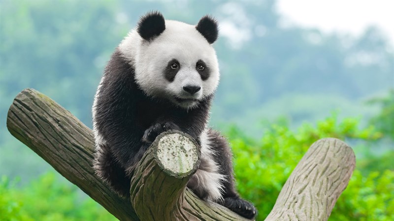 Ảnh gấu trúc panda - 14 (Kích thước: 1920 x 1080) Ảnh gấu trúc panda - 14 (Kích thước: 1920 x 1080)