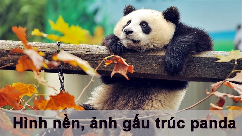 100+ Hình nền, ảnh gấu trúc panda dễ thương cho máy tính, điện thoại 100+ Hình nền, ảnh gấu trúc panda dễ thương cho máy tính, điện thoại