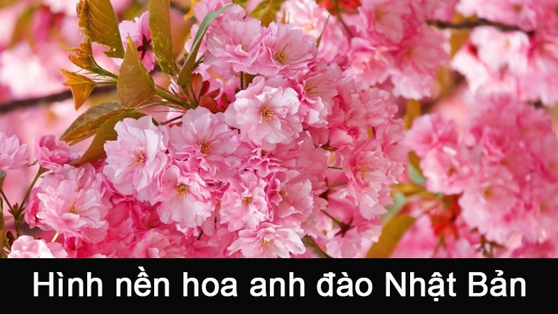 100+ Hình nền, background hoa anh đào Nhật Bản cho máy tính điện thoại 100+ Hình nền, background hoa anh đào Nhật Bản cho máy tính điện thoại