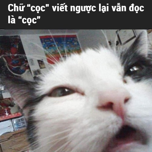 Meme mèo tức giận Meme mèo tức giận