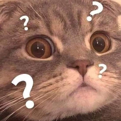 Meme mèo ngơ, khó hiểu 4 Meme mèo ngơ, khó hiểu 4