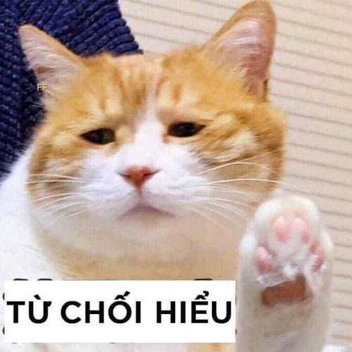 Meme mèo từ chối hiểu Meme mèo từ chối hiểu