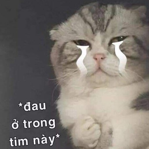 Meme mèo khóc Meme mèo khóc