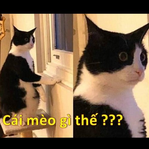 Meme mèo ngơ, khó hiểu 2 Meme mèo ngơ, khó hiểu 2