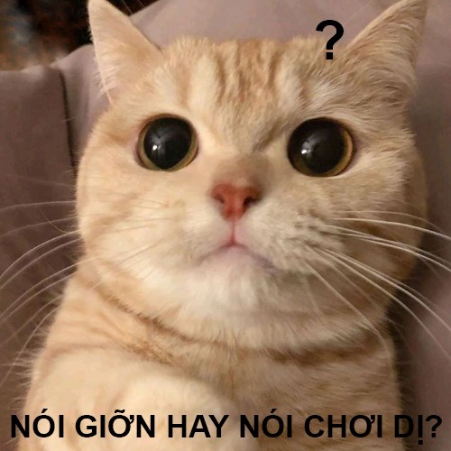 Meme mèo ngơ, khó hiểu 3 Meme mèo ngơ, khó hiểu 3
