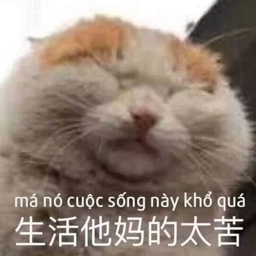 Meme mèo ngơ, khó hiểu 6 Meme mèo ngơ, khó hiểu 6