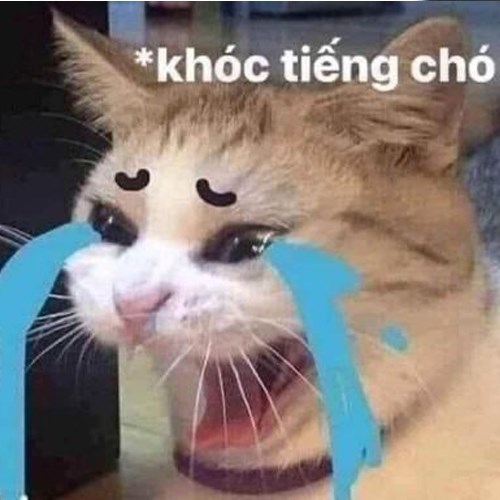 Meme mèo khóc Meme mèo khóc
