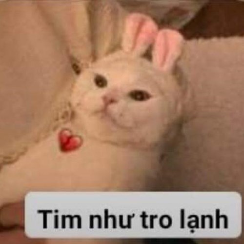 Meme mèo dễ thương 12 Meme mèo dễ thương 12