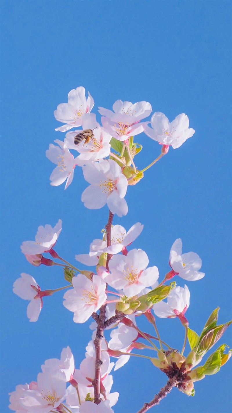 Ảnh nền hoa anh đào cho điện thoại - 3 (Kích thước: 1080 x 1920) Ảnh nền hoa anh đào cho điện thoại - 3 (Kích thước: 1080 x 1920)