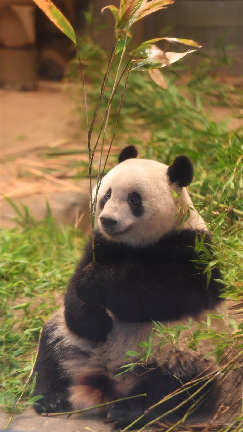 Ảnh gấu trúc panda - 8 (Kích thước: 1080 x 1920) Ảnh gấu trúc panda - 8 (Kích thước: 1080 x 1920)
