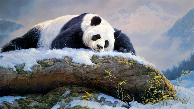 Ảnh gấu trúc panda - 4 (Kích thước: 1920 x 1080) Ảnh gấu trúc panda - 4 (Kích thước: 1920 x 1080)