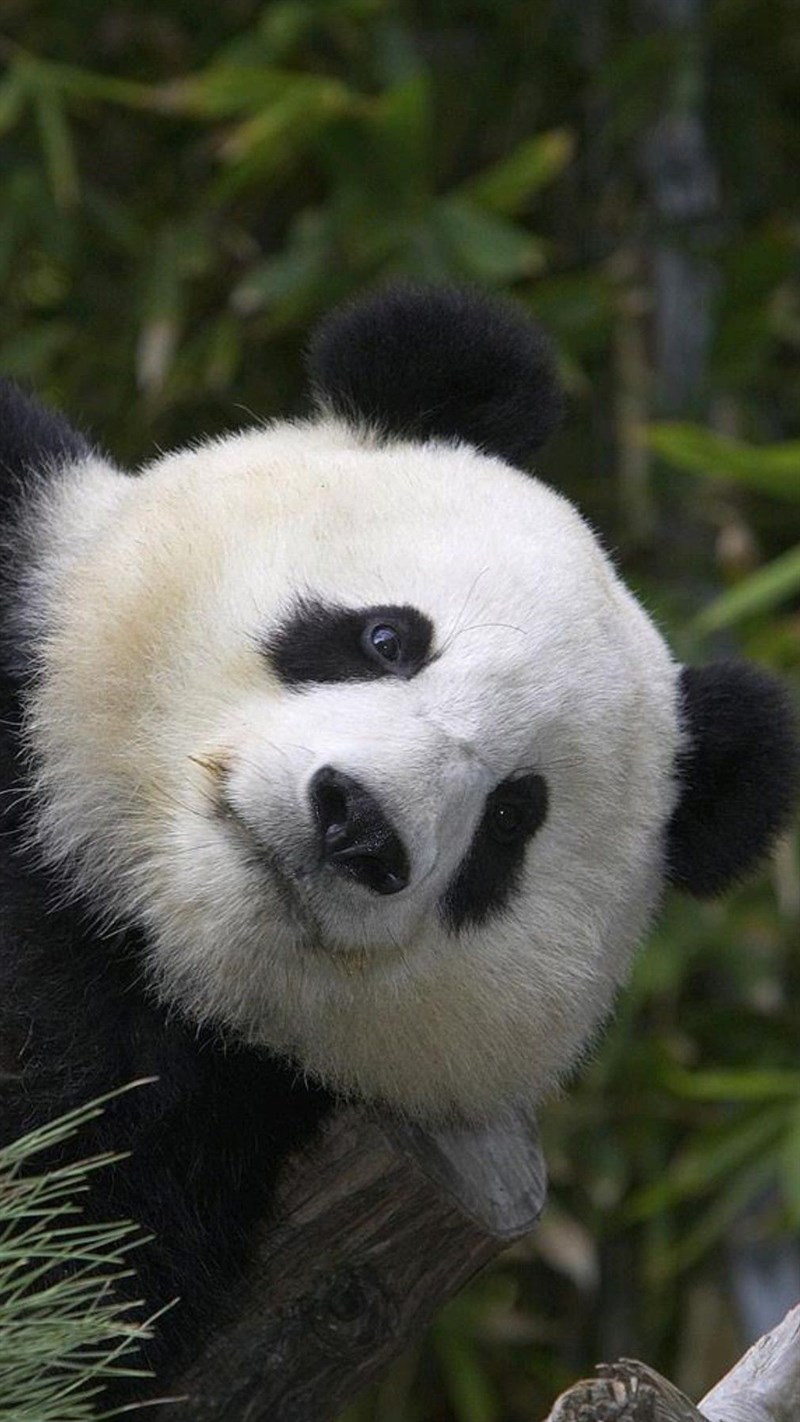 Ảnh gấu trúc panda - 9 (Kích thước: 1080 x 1920) Ảnh gấu trúc panda - 9 (Kích thước: 1080 x 1920)
