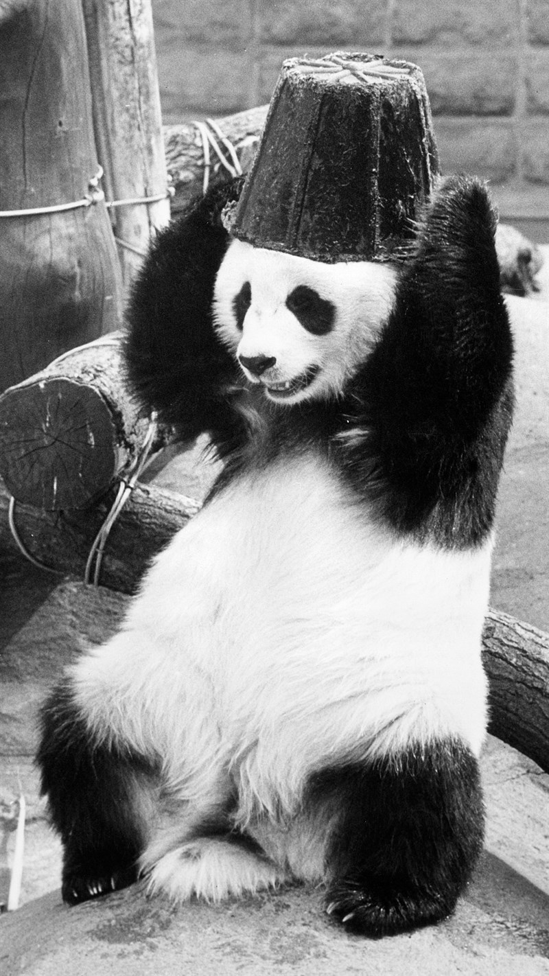 Ảnh gấu trúc panda - 11 (Kích thước: 1080 x 1920) Ảnh gấu trúc panda - 11 (Kích thước: 1080 x 1920)