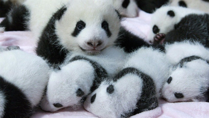 Ảnh gấu trúc panda - 6 (Kích thước: 1920 x 1080) Ảnh gấu trúc panda - 6 (Kích thước: 1920 x 1080)