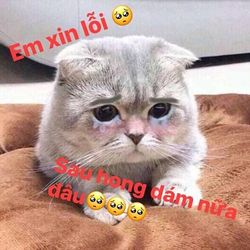 Meme mèo khóc 5 Meme mèo khóc 5