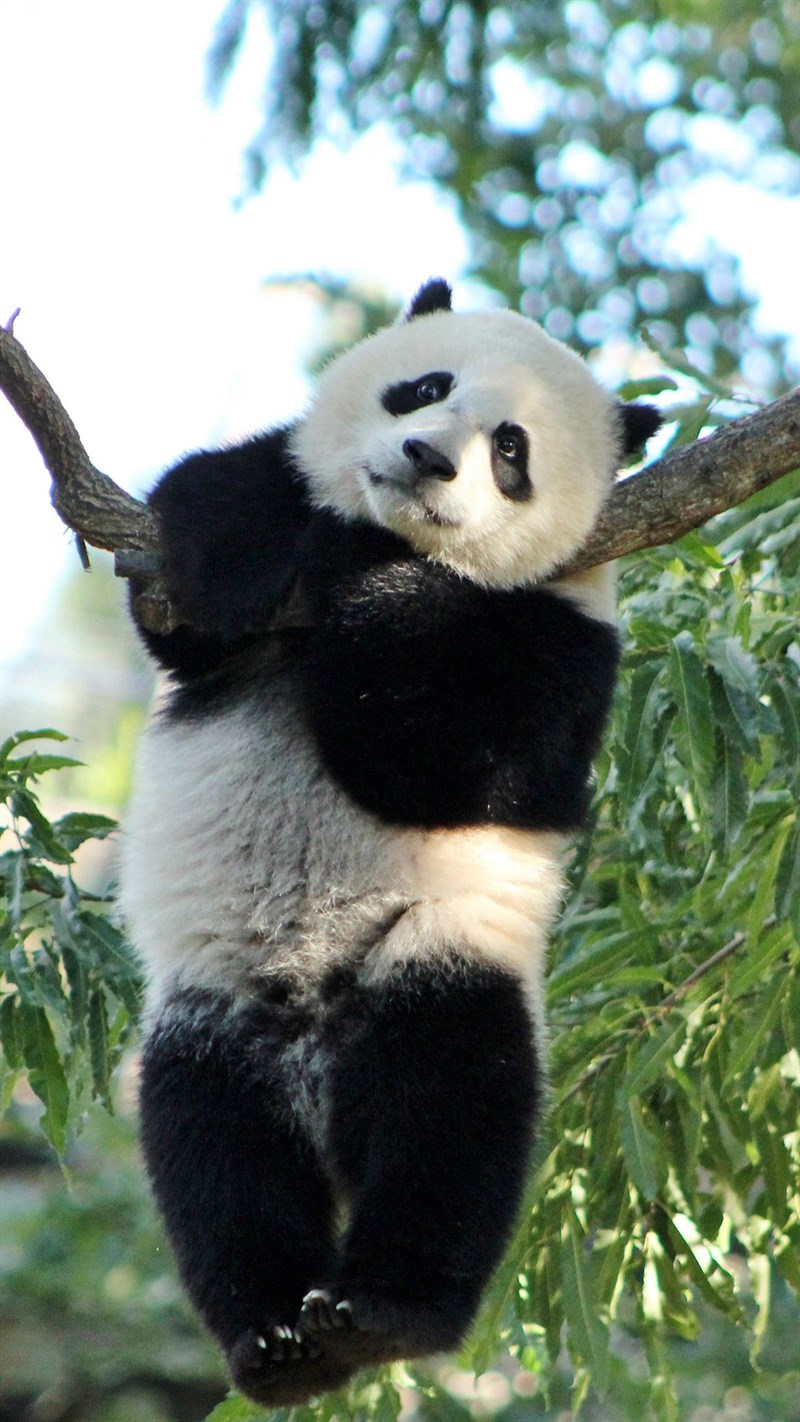 Ảnh gấu trúc panda - 12 (Kích thước: 1080 x 1920) Ảnh gấu trúc panda - 12 (Kích thước: 1080 x 1920)