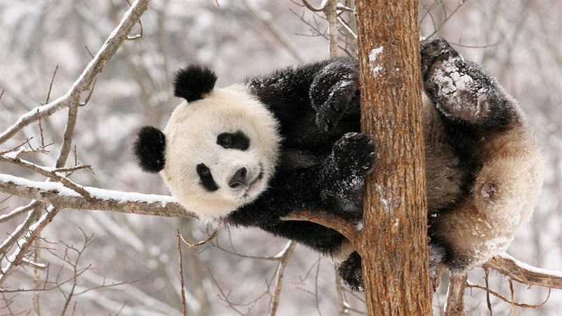 Ảnh gấu trúc panda - 5 (Kích thước: 1920 x 1080) Ảnh gấu trúc panda - 5 (Kích thước: 1920 x 1080)