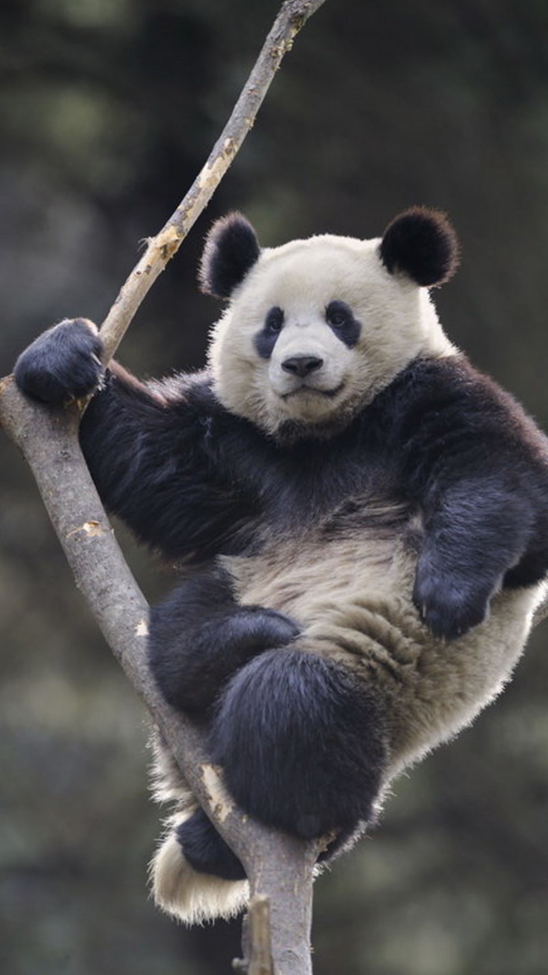 Ảnh gấu trúc panda - 13 (Kích thước: 1080 x 1920) Ảnh gấu trúc panda - 13 (Kích thước: 1080 x 1920)