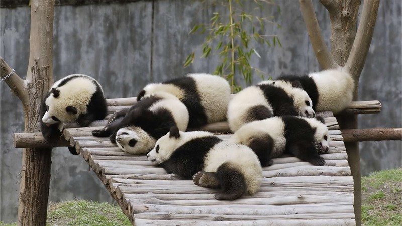 Ảnh gấu trúc panda - 15 (Kích thước: 1920 x 1080) Ảnh gấu trúc panda - 15 (Kích thước: 1920 x 1080)