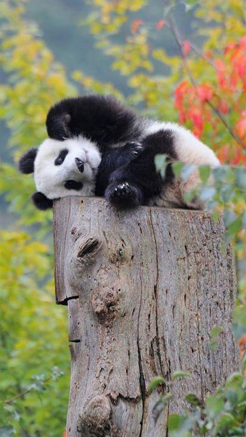Ảnh gấu trúc panda - 15 (Kích thước: 1080 x 1920) Ảnh gấu trúc panda - 15 (Kích thước: 1080 x 1920)