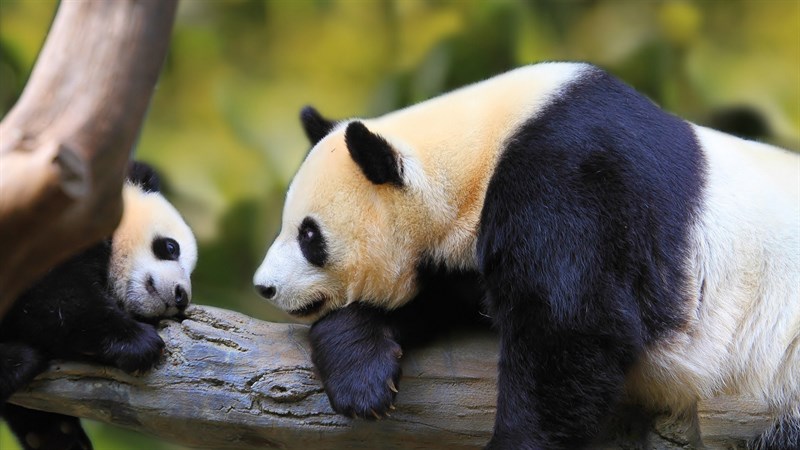Ảnh gấu trúc panda - 8 (Kích thước: 1920 x 1080) Ảnh gấu trúc panda - 8 (Kích thước: 1920 x 1080)