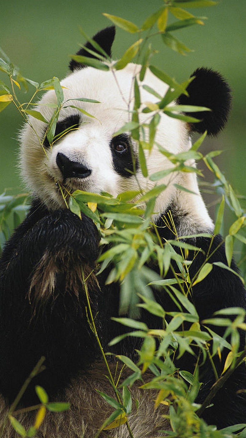 Ảnh gấu trúc panda - 5 (Kích thước: 1080 x 1920) Ảnh gấu trúc panda - 5 (Kích thước: 1080 x 1920)