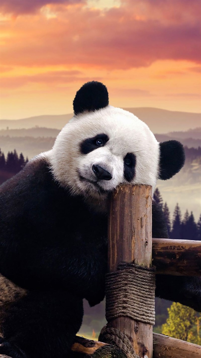 Ảnh gấu trúc panda - 4 (Kích thước: 1080 x 1920) Ảnh gấu trúc panda - 4 (Kích thước: 1080 x 1920)
