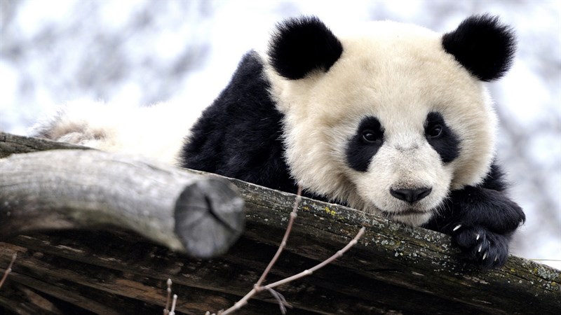 Ảnh gấu trúc panda - 9 (Kích thước: 1920 x 1080) Ảnh gấu trúc panda - 9 (Kích thước: 1920 x 1080)