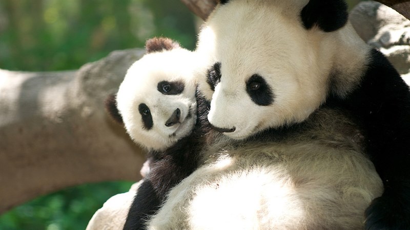 Ảnh gấu trúc panda - 10 (Kích thước: 1920 x 1080) Ảnh gấu trúc panda - 10 (Kích thước: 1920 x 1080)