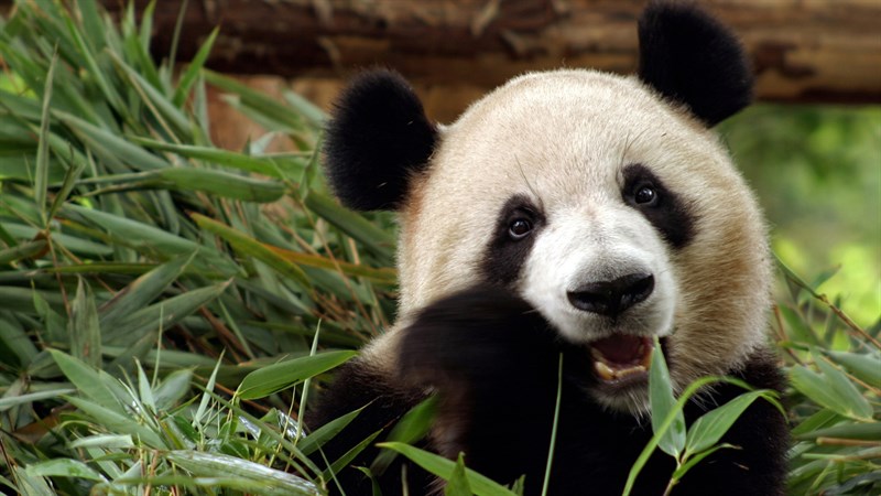 Ảnh gấu trúc panda - 13 (Kích thước: 1920 x 1080) Ảnh gấu trúc panda - 13 (Kích thước: 1920 x 1080)