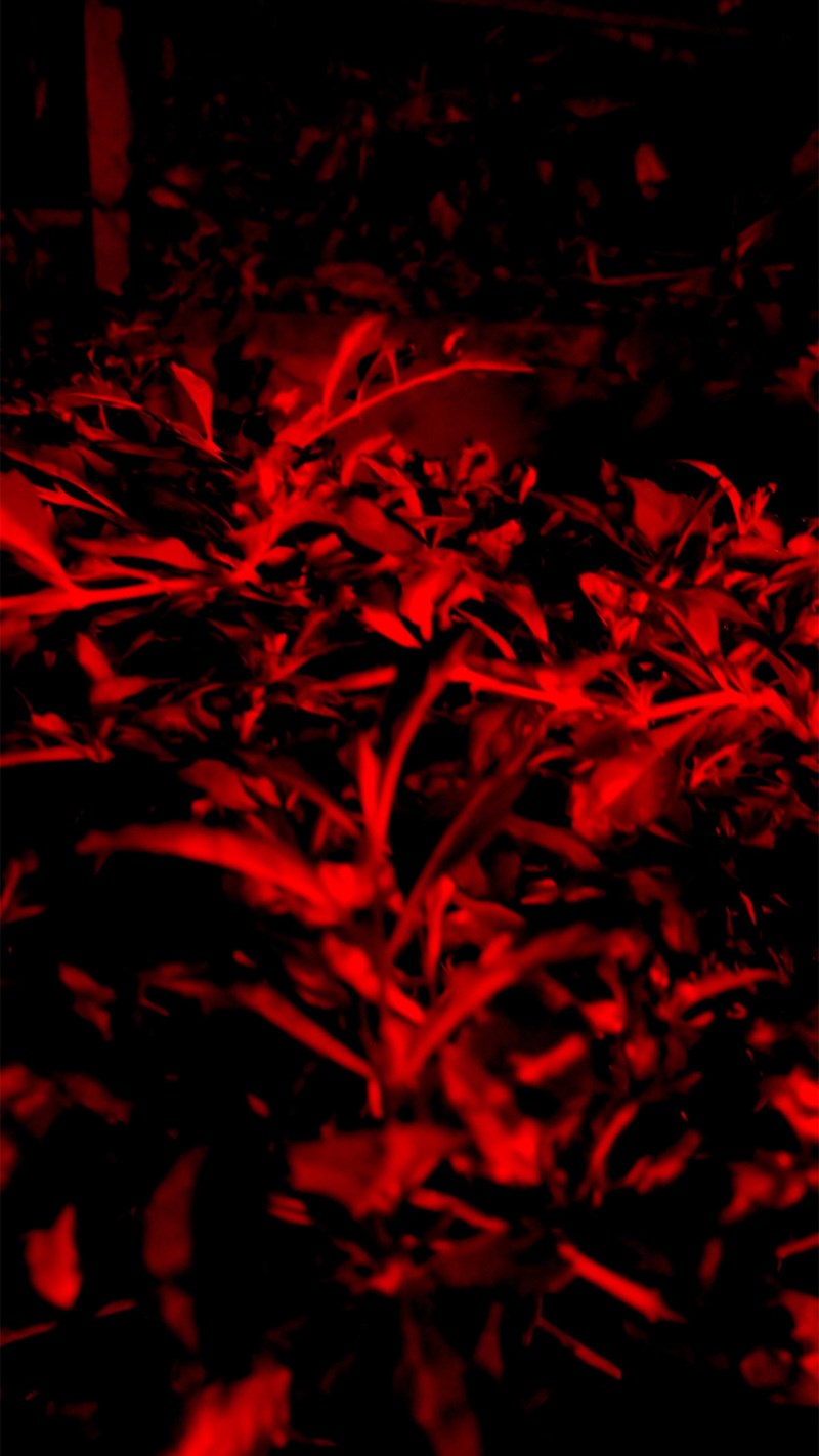 Ảnh nền màu đỏ - 6 (Kích thước: 1080 x 1920) Ảnh nền màu đỏ - 6 (Kích thước: 1080 x 1920)