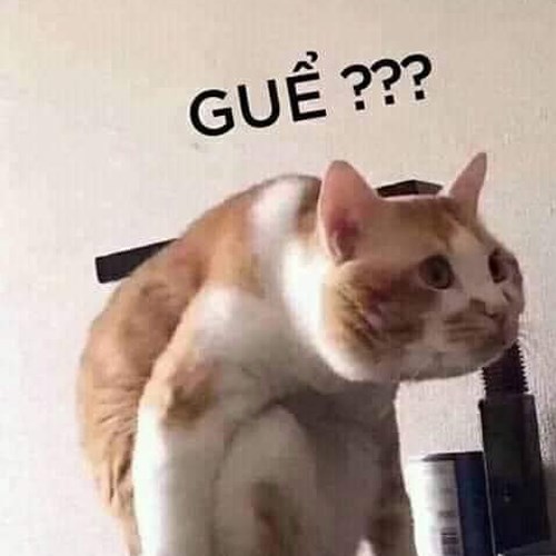 Meme mèo ngơ, khó hiểu 5 Meme mèo ngơ, khó hiểu 5