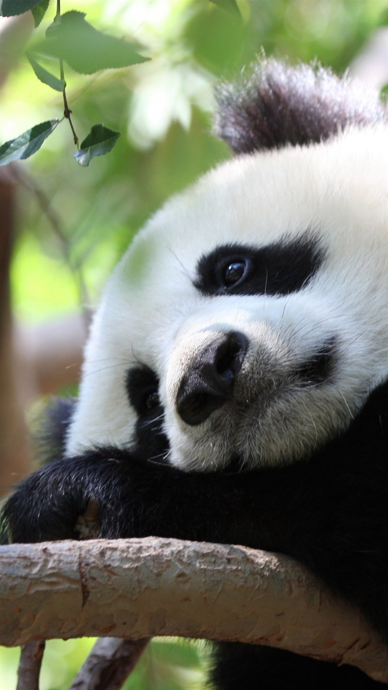 Ảnh gấu trúc panda - 2 (Kích thước: 1080 x 1920) Ảnh gấu trúc panda - 2 (Kích thước: 1080 x 1920)