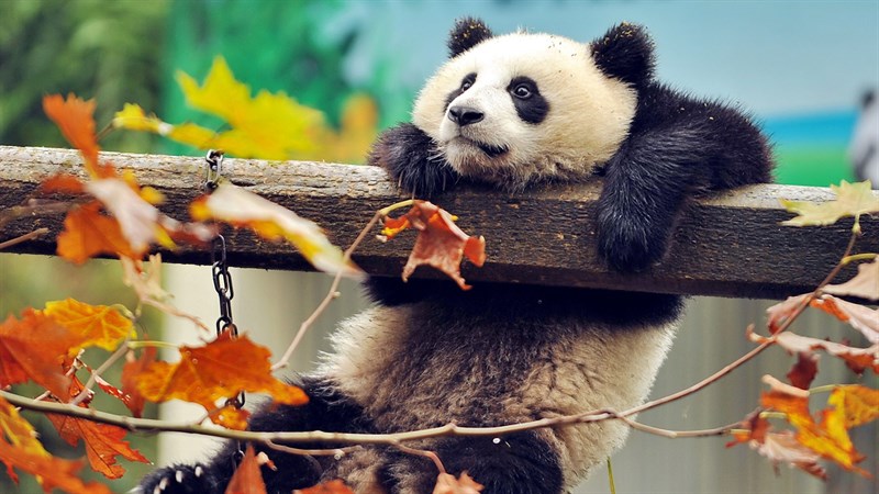 Ảnh gấu trúc panda - 2 (Kích thước: 1920 x 1080) Ảnh gấu trúc panda - 2 (Kích thước: 1920 x 1080)