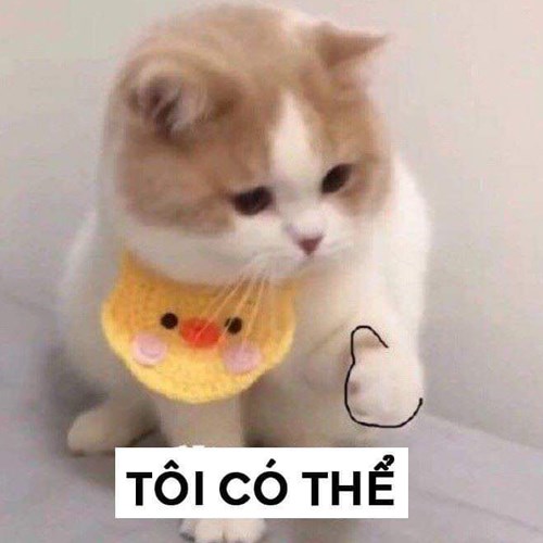 Meme mèo dễ thương 11 Meme mèo dễ thương 11