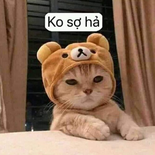 Meme mèo dễ thương 6 Meme mèo dễ thương 6