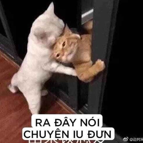 Meme mèo ra nói chuyện yêu đương Meme mèo ra nói chuyện yêu đương