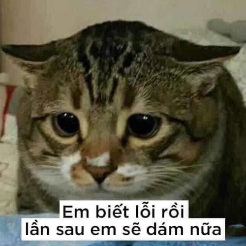 Meme mèo biết lỗi, lần sau sẽ dám nữa Meme mèo biết lỗi, lần sau sẽ dám nữa