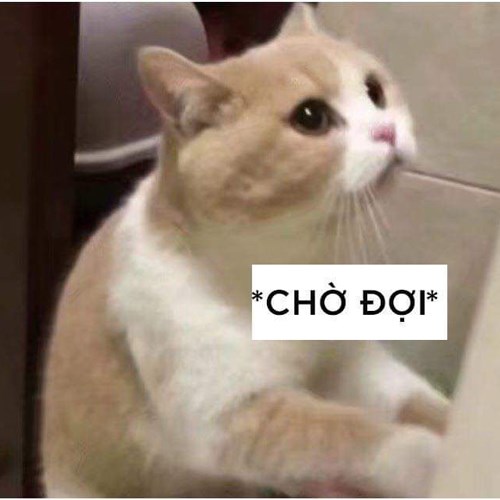 Meme mèo dễ thương 8 Meme mèo dễ thương 8