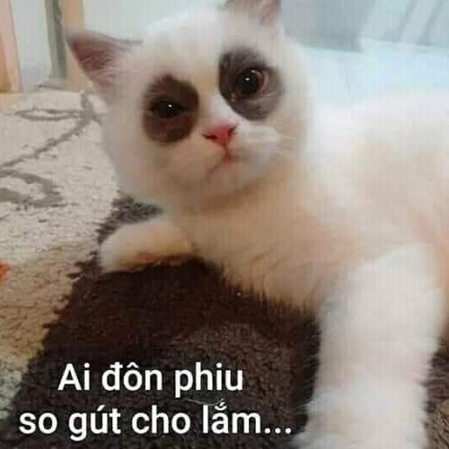 Meme mèo i đôn phiu so gút Meme mèo i đôn phiu so gút