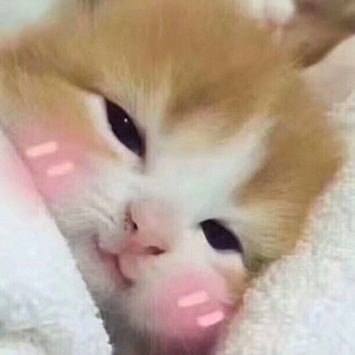 Meme mèo dễ thương 5 Meme mèo dễ thương 5