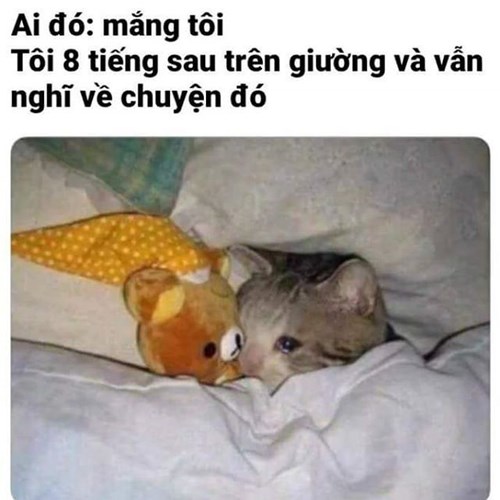 Meme mèo khóc 3 Meme mèo khóc 3