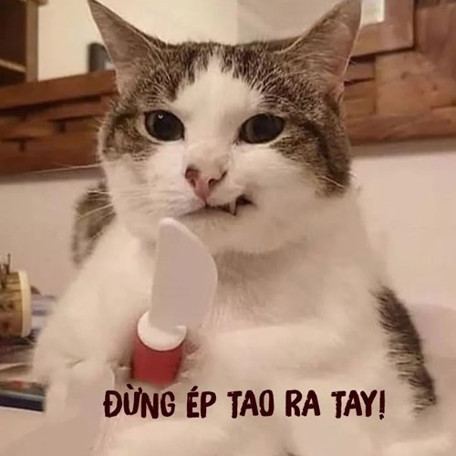 Meme mèo tức giận 1 Meme mèo tức giận 1