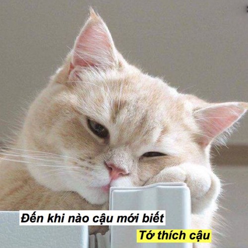Meme mèo dễ thương 10 Meme mèo dễ thương 10
