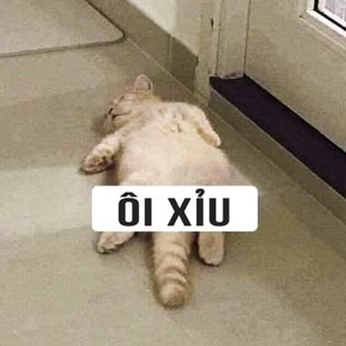 Meme mèo ôi xĩu Meme mèo ôi xĩu