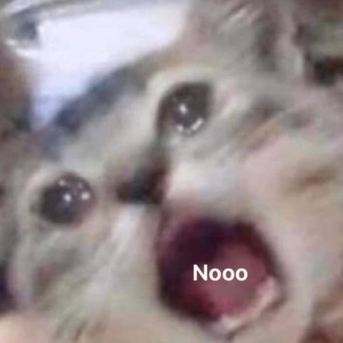 Meme mèo khóc 6 Meme mèo khóc 6