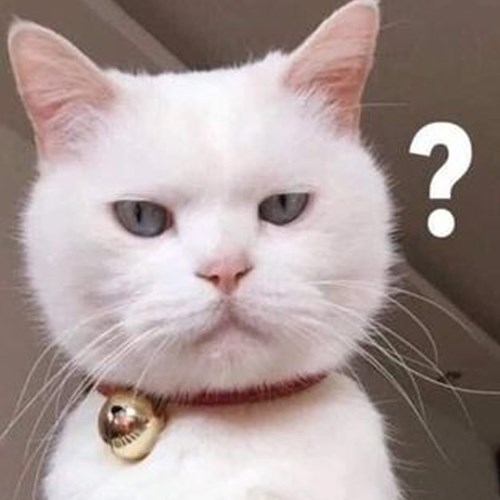 Meme mèo ngơ, khó hiểu 8 Meme mèo ngơ, khó hiểu 8