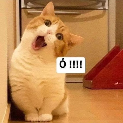 Meme mèo dễ thương 9 Meme mèo dễ thương 9
