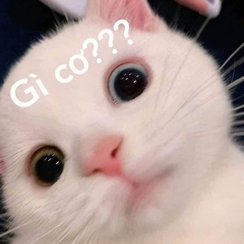 Meme mèo ngơ, khó hiểu Meme mèo ngơ, khó hiểu
