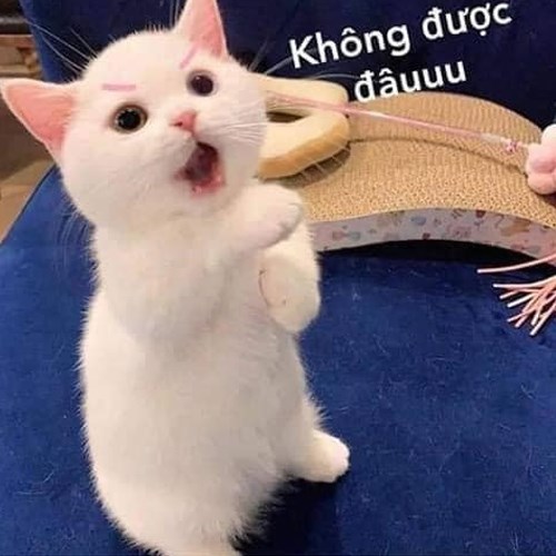 Meme mèo tức giận 4 Meme mèo tức giận 4